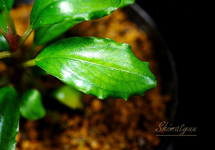 ����ʪ��Bucephalandra sp. Theia Purole  2020.7��No.41