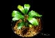 ����ʪ��Bucephalandra sp. Theia Purole  2020.7��No.41