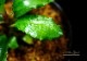 ����ʪ��Bucephalandra sp. Theia Purole  2020.7��No.41
