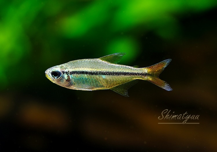 熱帯魚様 熱帯魚】 ファイヤーテールミントテトラ WILD 1匹 | 熱帯魚,カラシン