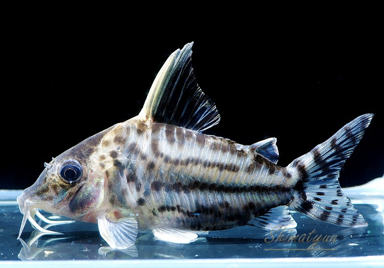 一点物 Co スーパープルケール WILD No.09 | コリドラス