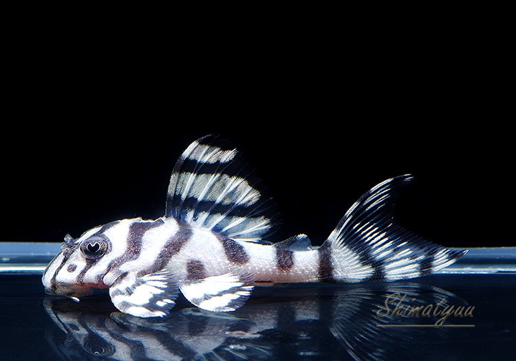 ����ʪ��L236���ꥢ�롦�ᥬ���饦�󥼥֥顡�����ѡ��ۥ磻�ȡ�No.05