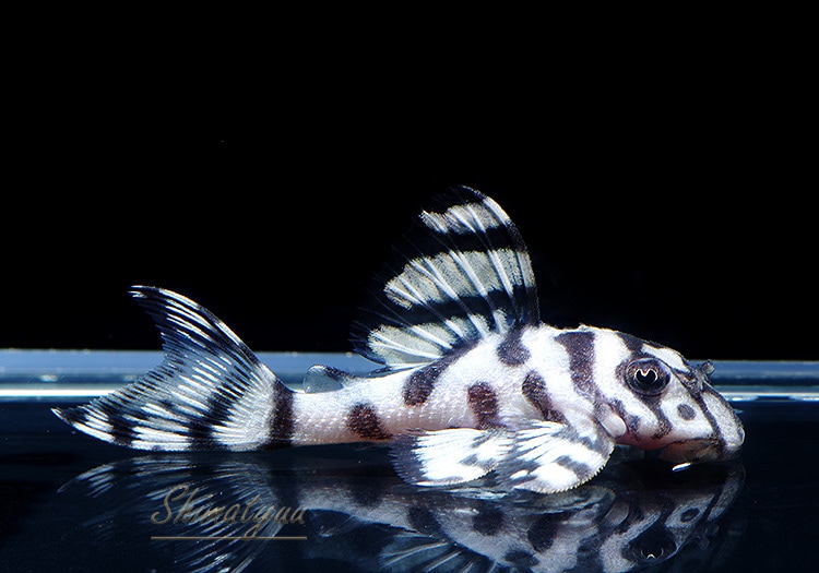 ����ʪ��L236���ꥢ�롦�ᥬ���饦�󥼥֥顡�����ѡ��ۥ磻�ȡ�No.05