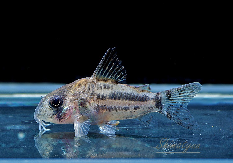 ʪCѥͥꥢWILDSMˡNo.01