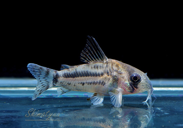 ʪCѥͥꥢWILDSMˡNo.01