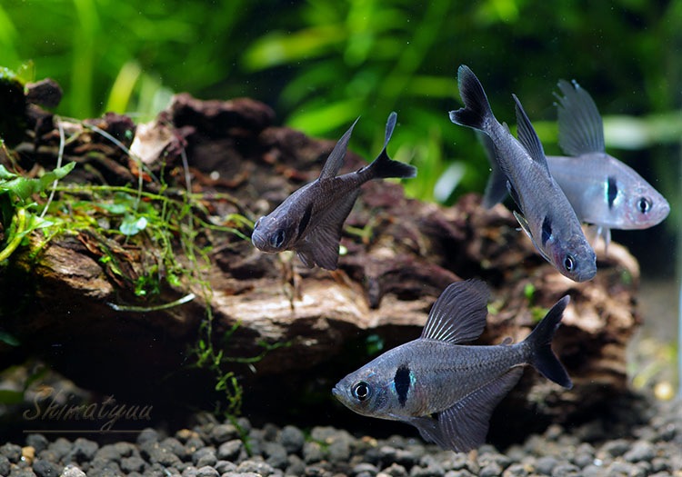 熱帯魚 ブラックファントム テトラ 30匹 熱帯魚 カラシンbreed Aqua F東京店通販ショップ 熱帯魚 ブラックファントム テトラ 30匹 熱帯魚 カラシンbreed Aqua F東京店通販ショップ
