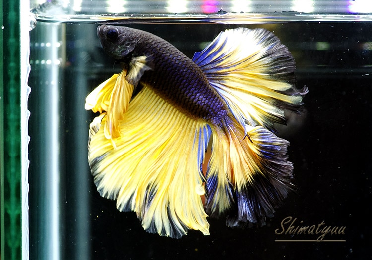 1_000000006114.jpg?1678209904