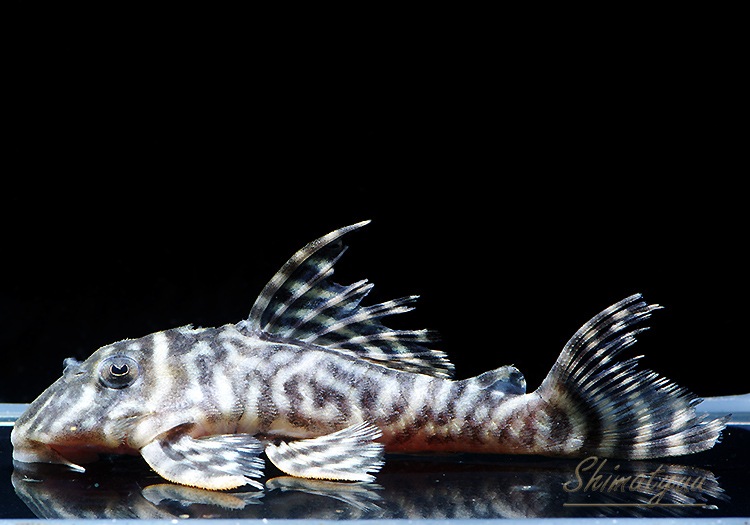 一点物 L-333 ホワイトロイヤルゼブラ No.02 | プレコ,キングロイヤル