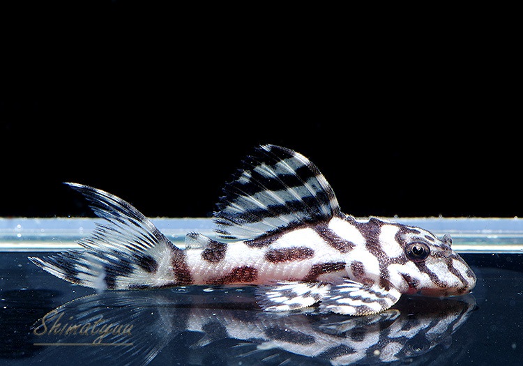 ����ʪ��L236���ꥢ�롦�ᥬ���饦�󥼥֥顡�����ѡ��ۥ磻�ȡ�No.01