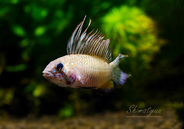 ���𡡥ᥬ�ץƥ顡�ףɣ̣ġ�1�У�