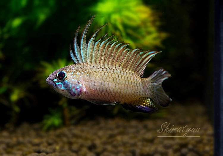 ���𡡥ᥬ�ץƥ顡�ףɣ̣ġ�1�У�