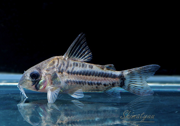 ʪCѥͥꥢWILDSMˡNo.02