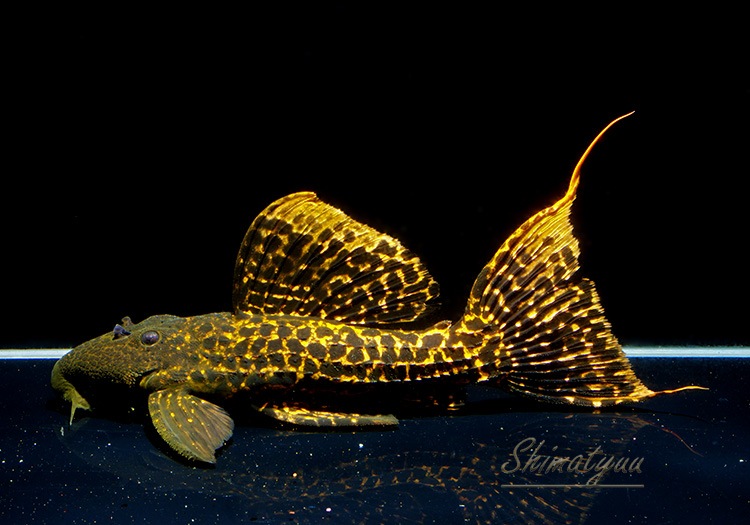 ����ʪ�������ѡ���åɥ������˥å��ȥ�ࡡNo.01����