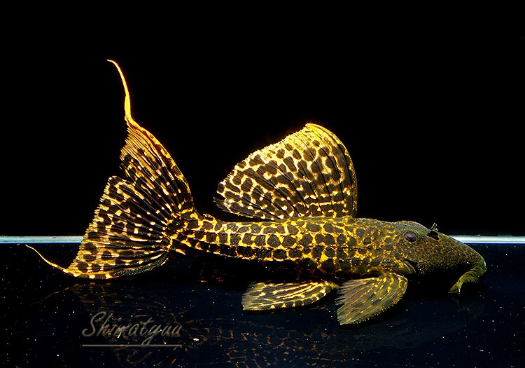 ����ʪ�������ѡ���åɥ������˥å��ȥ�ࡡNo.01����