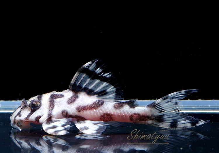 ����ʪ��L236���ꥢ�롦�ᥬ���饦�󥼥֥顡�����ѡ��ۥ磻�ȡ�No.02