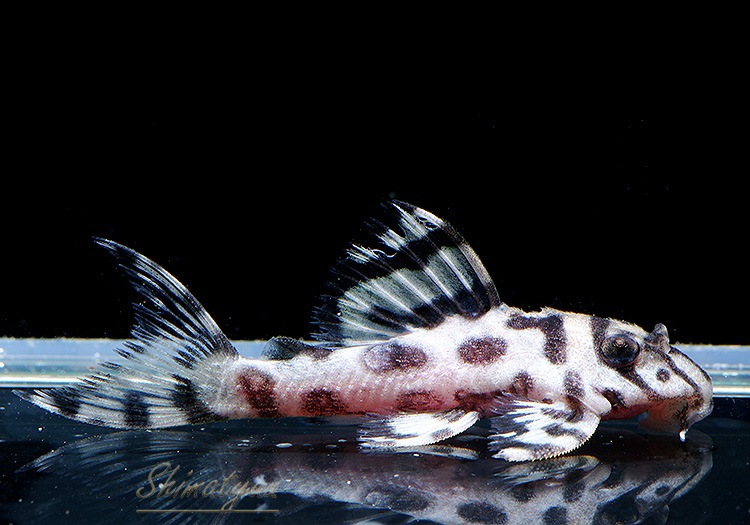 ����ʪ��L236���ꥢ�롦�ᥬ���饦�󥼥֥顡�����ѡ��ۥ磻�ȡ�No.02