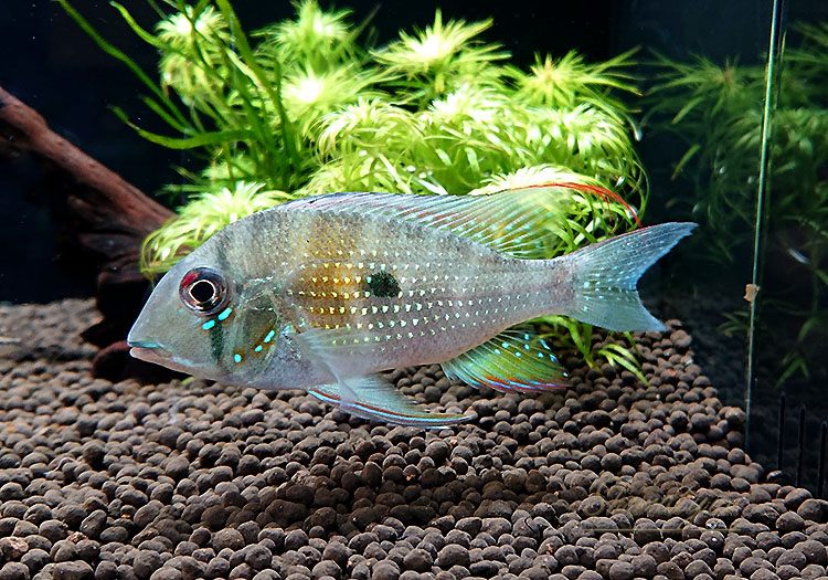 一点物 アカリクティス ヘッケリー WILD “ローライマ” 1匹 | 大型魚 