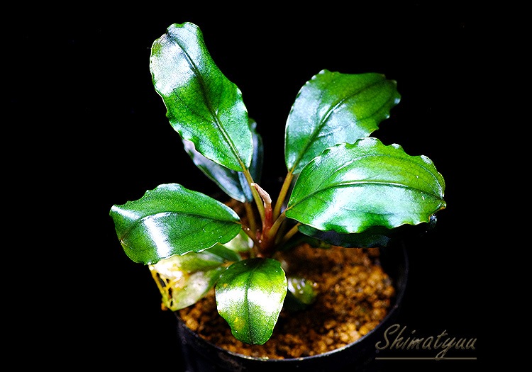 ����ʪ��Bucephalandra sp. Blue Purple�����  2020.7��No.43