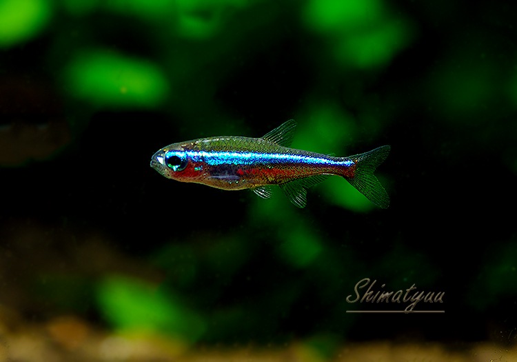 Ǯӵۡ꡼ͥƥȥ顡WILDȥꥪѥݡɡ10ɤ