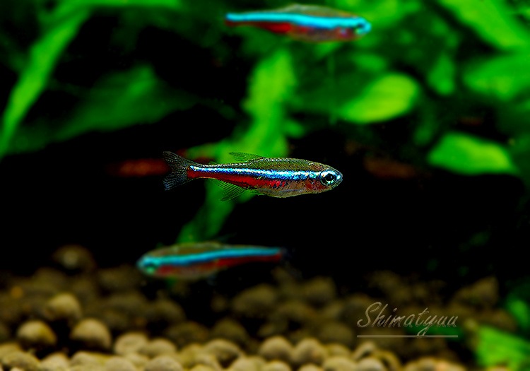 Ǯӵۡ꡼ͥƥȥ顡WILDȥꥪѥݡɡ10ɤ