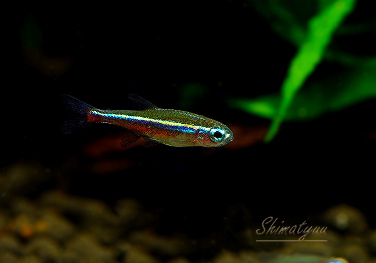 Ǯӵۡ꡼ͥƥȥ顡WILDȥꥪѥݡɡ10ɤ