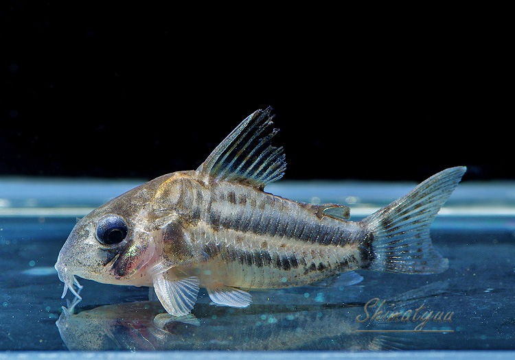 ʪCѥͥꥢWILDSMˡNo.03