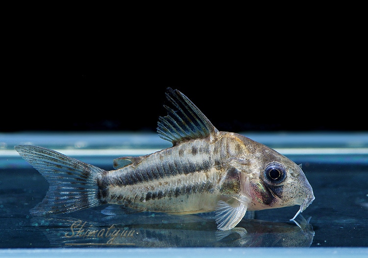 ʪCѥͥꥢWILDSMˡNo.03