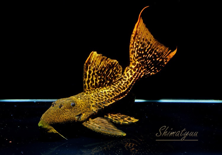 ����ʪ�������ѡ���åɥ������˥å��ȥ�ࡡNo.02��ͺ