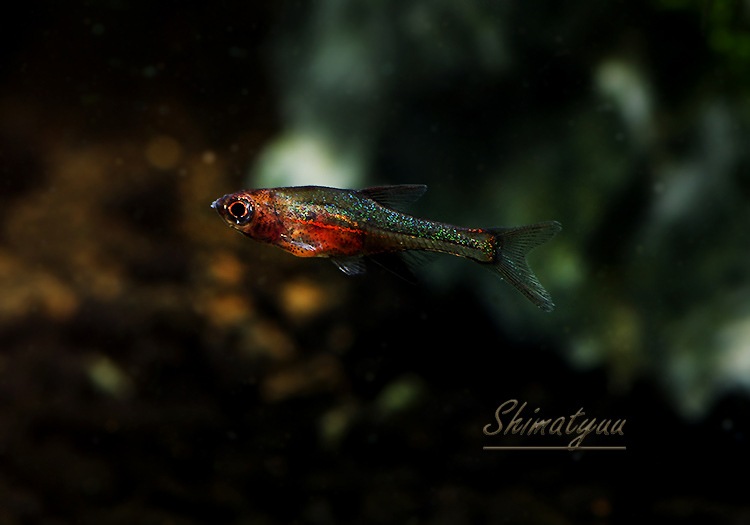 熱帯魚】 ラスボラ・アクセルブロディ レッド 1匹 | 熱帯魚,ラスボラ