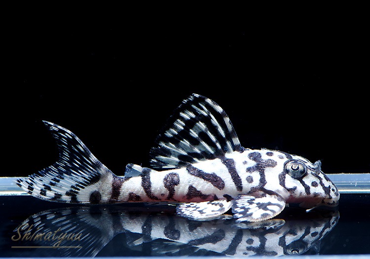 ����ʪ��L236���ꥢ�롡�ᥬ���饦�󥼥֥顡�礭�ܡ�No.03