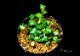 ����ʪ��Bucephalandra sp. Mini Phantom�����  2020.10��No.44