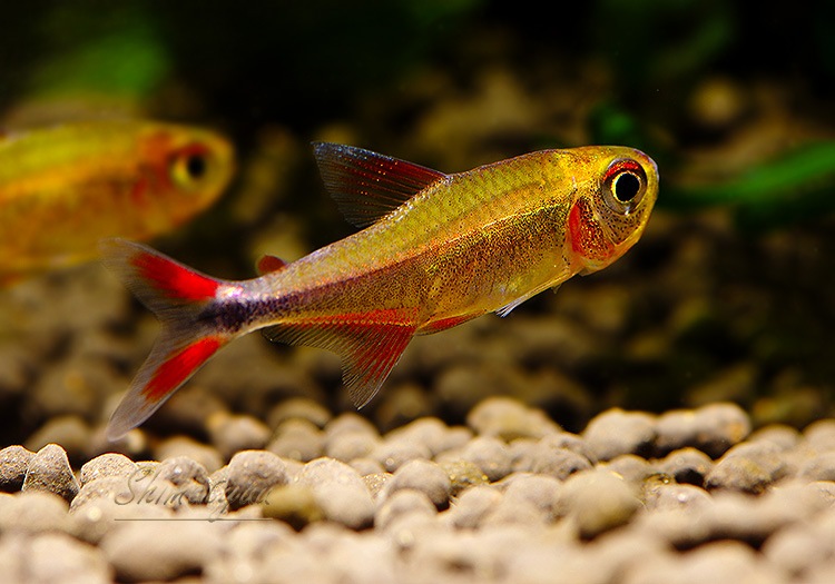 ��Ǯ�ӵ��ۡ�����ڥꥢ���åɥ����륿�� �ƥȥ顡��WILD��1ɤ