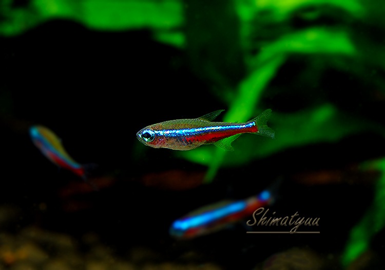 Ǯӵۡ꡼ͥƥȥ顡WILDȥꥪѥݡɡ1ɤ