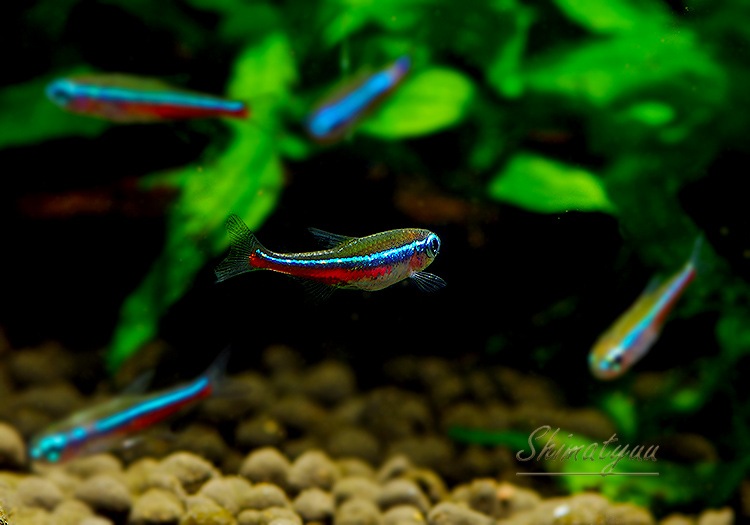 Ǯӵۡ꡼ͥƥȥ顡WILDȥꥪѥݡɡ1ɤ