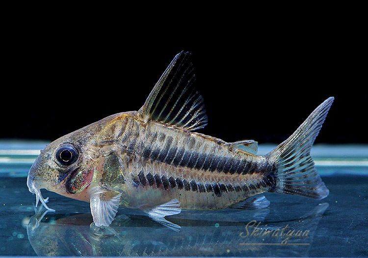 ʪCѥͥꥢWILDMˡNo.04