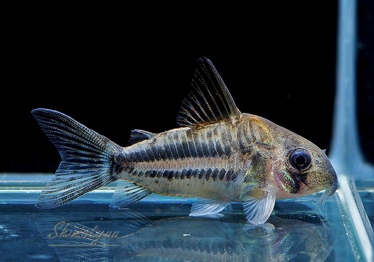 ʪCѥͥꥢWILDMˡNo.04