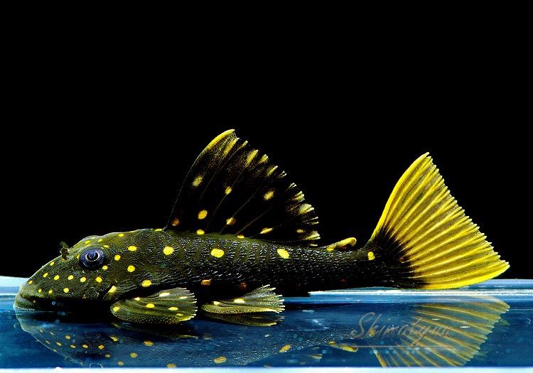 ����ʪ��������ǥ󥢥󥸥��ꥫ������breed�ɡ�1ɤ