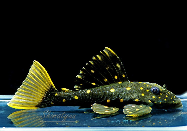 ����ʪ��������ǥ󥢥󥸥��ꥫ������breed�ɡ�1ɤ