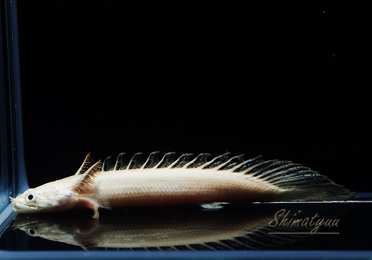 �ݥ�ץƥ륹 �ץ���ʥ���ɥꥱ�꡼��No.01