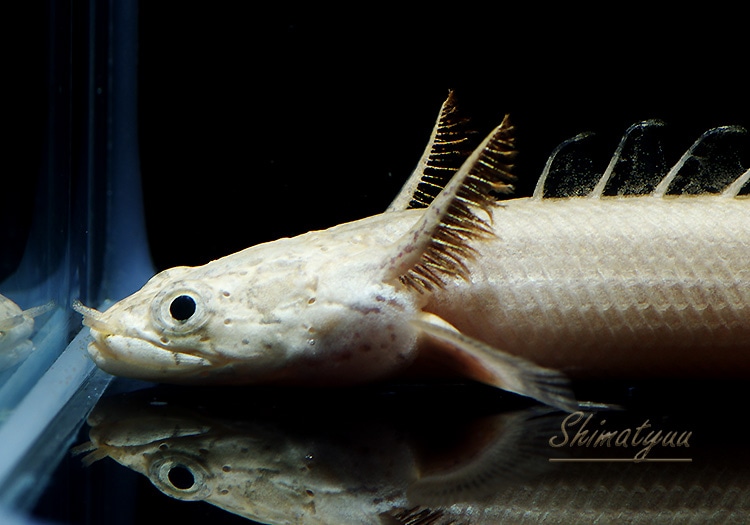 プラチナエンドリ 約28センチ