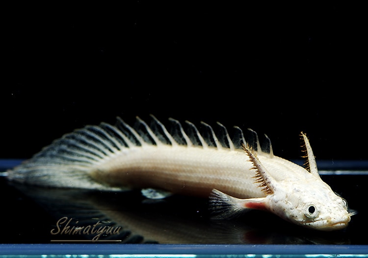 �ݥ�ץƥ륹 �ץ���ʥ���ɥꥱ�꡼��No.01