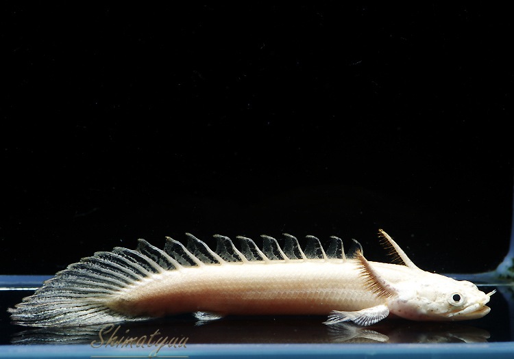 �ݥ�ץƥ륹 �ץ���ʥ���ɥꥱ�꡼��No.01