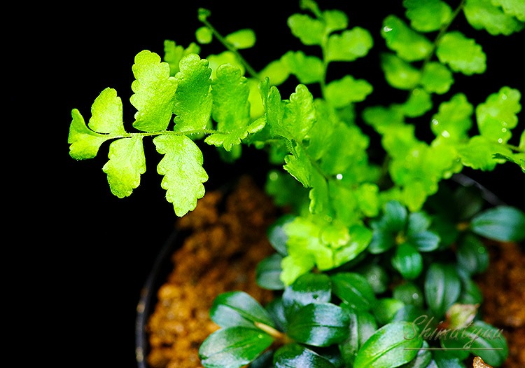 ����ʪ��Bucephalandra sp. Mini Dreadnoughe�����  2020.10��No.45