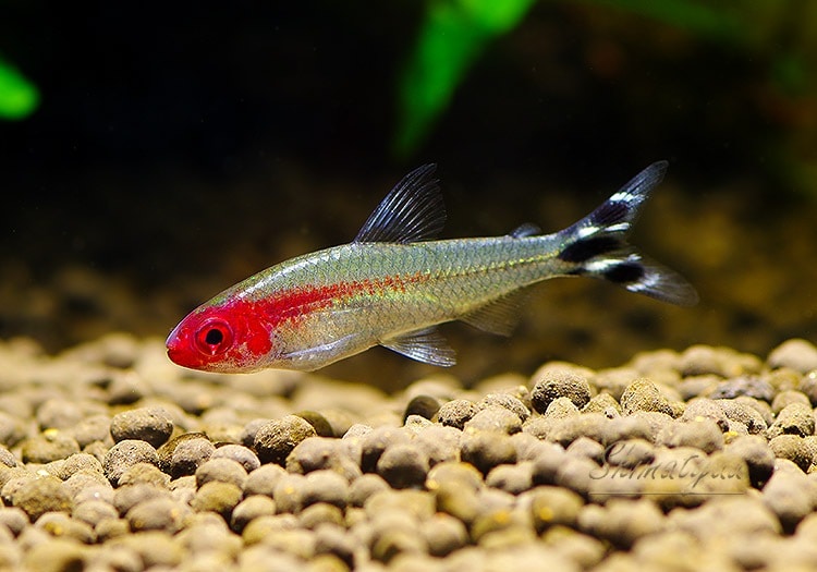 熱帯魚】 ラミーノーズテトラ “ネグロ” WILD 1匹 | 熱帯魚,カラシン