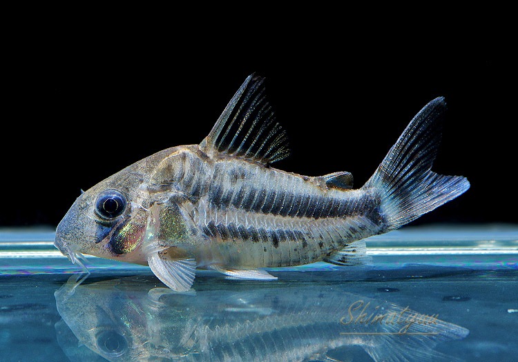 ʪCѥͥꥢWILDMˡNo.05