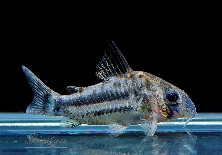 ʪCѥͥꥢWILDMˡNo.05