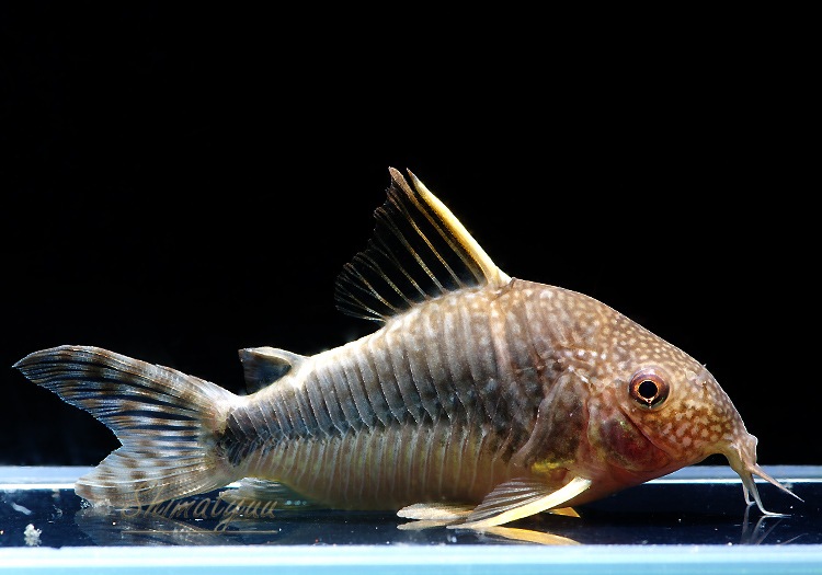 C��ե����󥹥ݥåȥ��å�����WILD��3ɤ