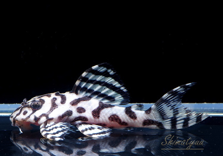 ����ʪ��L236���ꥢ�롦�ᥬ���饦�󥼥֥顡�����ѡ��ۥ磻�ȡ�No.05