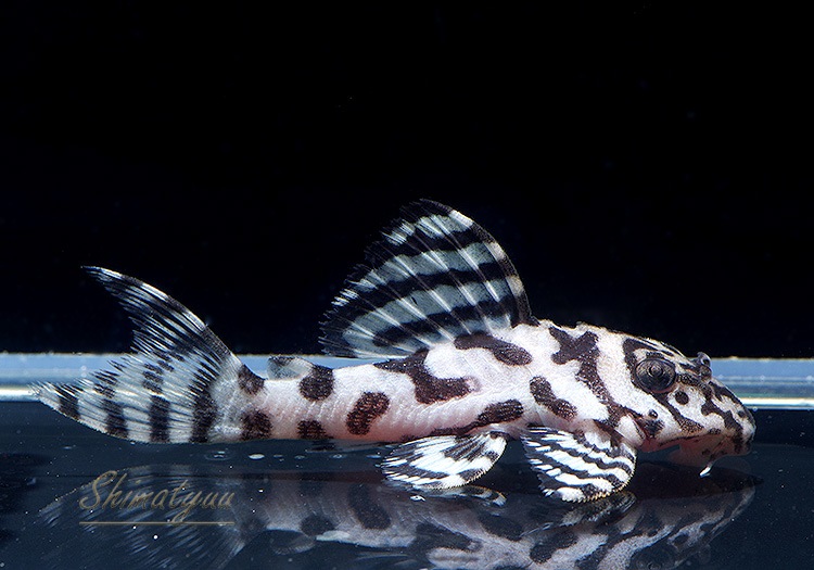 ����ʪ��L236���ꥢ�롦�ᥬ���饦�󥼥֥顡�����ѡ��ۥ磻�ȡ�No.05