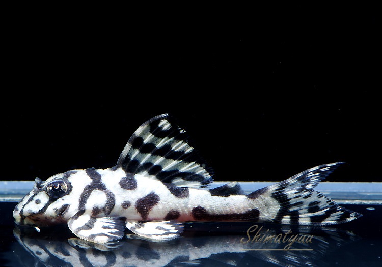 ����ʪ��L236���ꥢ�롡�ᥬ���饦�󥼥֥顡�礭�ܡ�No.05